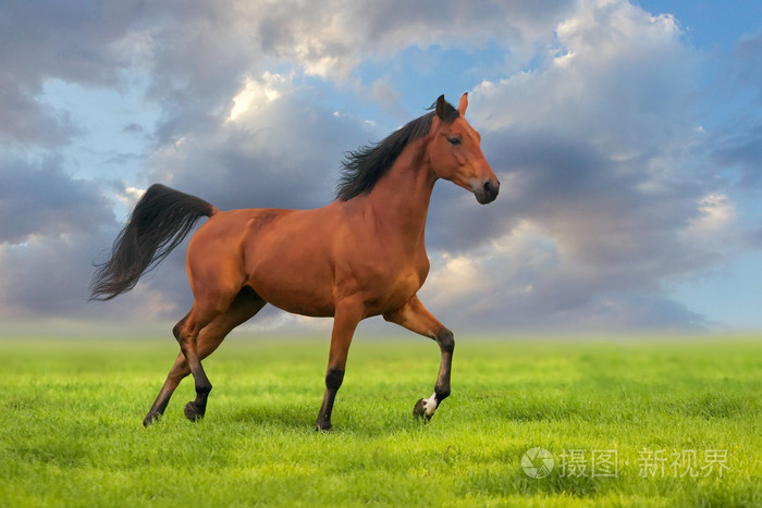 暂无图片作者callipso_art新媒体授权标准授权扩展授权如何选择jpg大