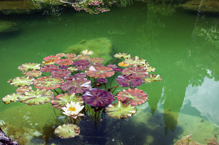绿色的种着睡莲的池塘图片