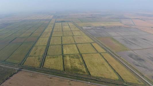 在洪水泛滥的田地里种植大米。地里的熟米, 收割的开始。鸟瞰图