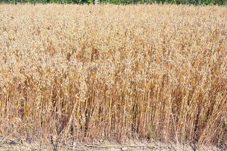 成熟的夏天结束金色燕麦字段