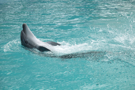 在游泳池里的海豚表演