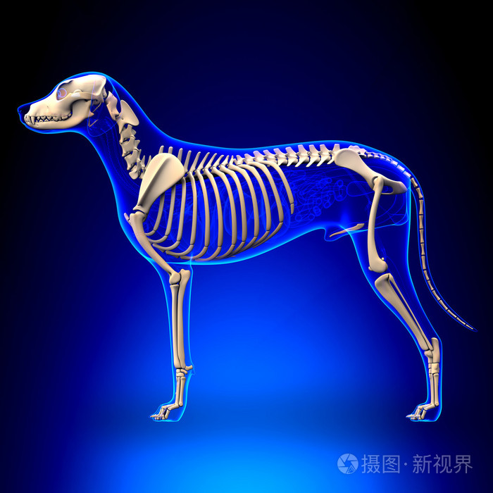 狗骨架 犬狼疮犬解剖 侧视图照片 正版商用图片0vq2 摄图新视界 狗骨架 犬狼疮犬解剖 侧视图照片 正版商用图片0vq2 摄图新视界