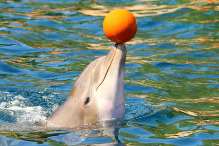 海豚微笑和玩球附近的海滩。有趣和友好的动物。来自热带天堂的问候