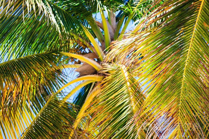在蓬塔卡纳海滩上的椰子树