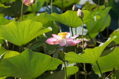 伏尔加河是洪泛平原湖莲花