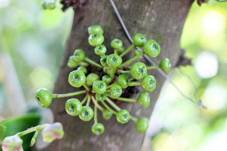 无花果果实