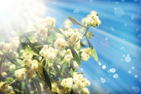 黑荆树春天开花照片