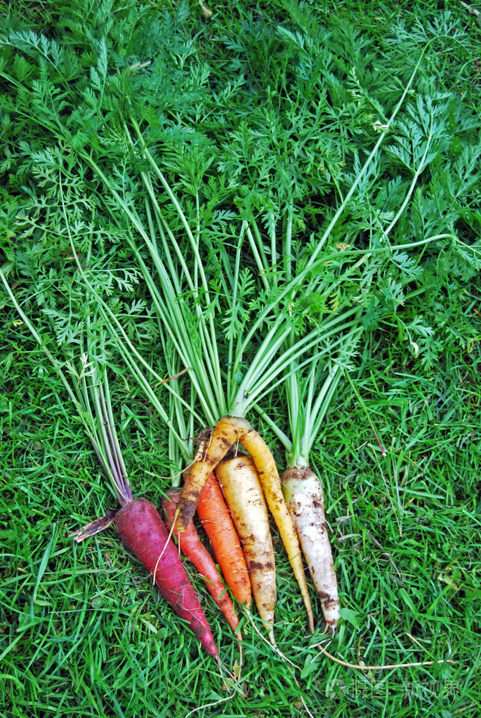 七彩的虹胡萝卜放在了草二