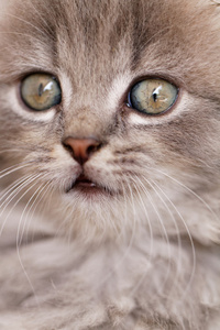 美丽的绿色眼睛的小猫