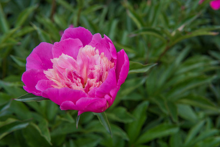 夏天花园里的美丽粉红牡丹