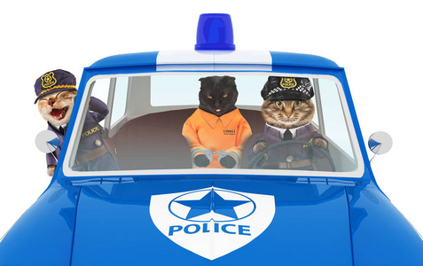 在警车里的黑猫照片