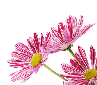 在白色背景上的粉红色的花菊花