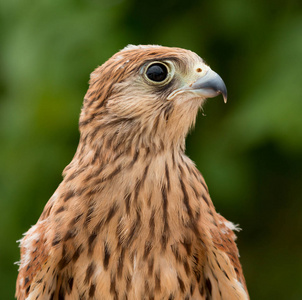 年轻 kestrel 以漂亮的羽毛