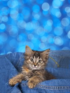 在蓝色背景前的可爱棕色斑纹猫