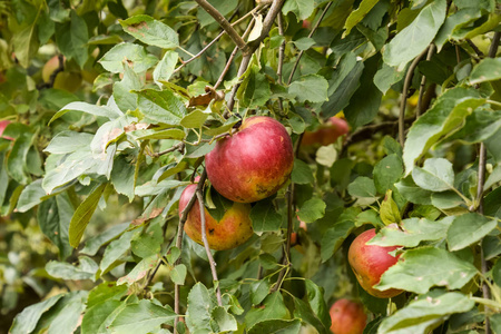 苹果园。一排排的树，树下地面的果实