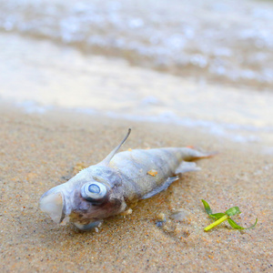 在海滩上的死鱼照片