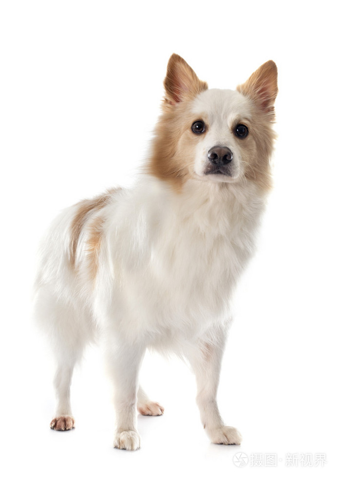 冰岛牧羊犬