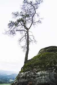 一个孤独的针叶松树生长在岩石山