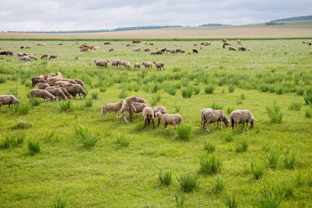 羊群在草原的背景下放牧。