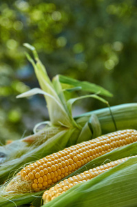 玉米穗轴上模糊的绿色自然背景的白色表面上关闭。横向的照片
