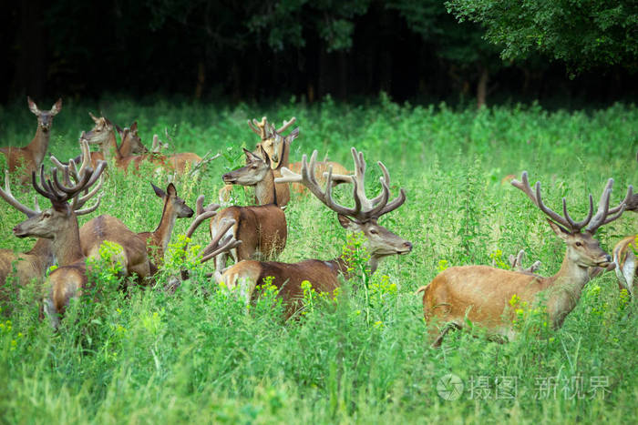红鹿和母鹿走在森林里的大群野生动物的自然栖息地