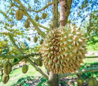 (多里奥树) 热带水果挂在有机花园的早午餐树生长榴莲 (多里奥