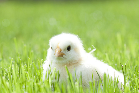 保费质量孤立的眯元素在时尚平面样式鸡在绿色的草地新孵出的小鸡鸡