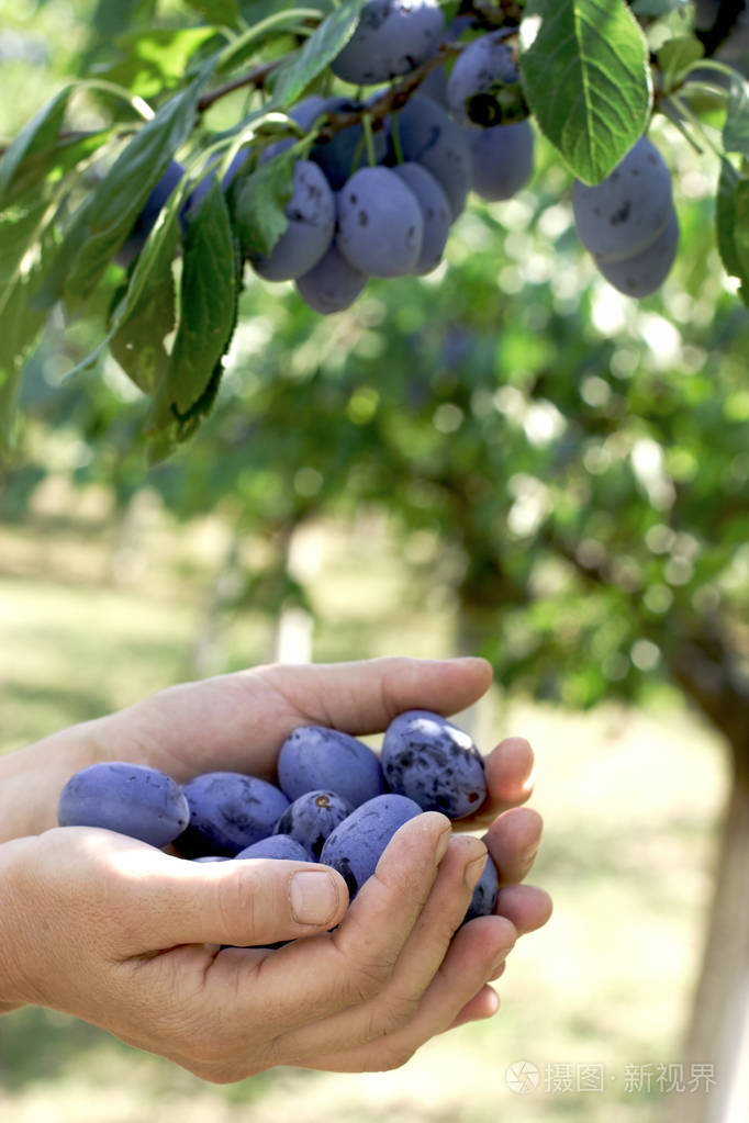 在一个女性的手中的有机李子