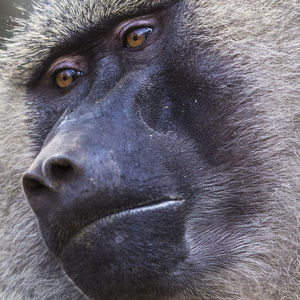 在坦桑尼亚的狒狒塔兰吉雷国家公园野生动物保护区