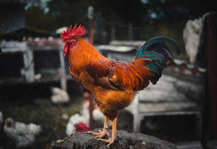 公鸡在笼子里图片