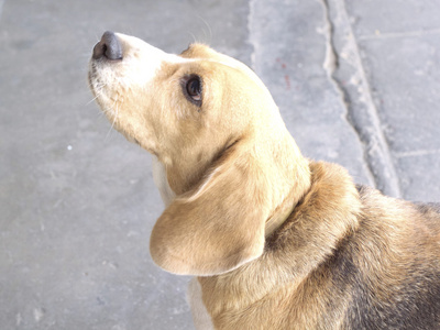 关闭小猎犬狗看起来