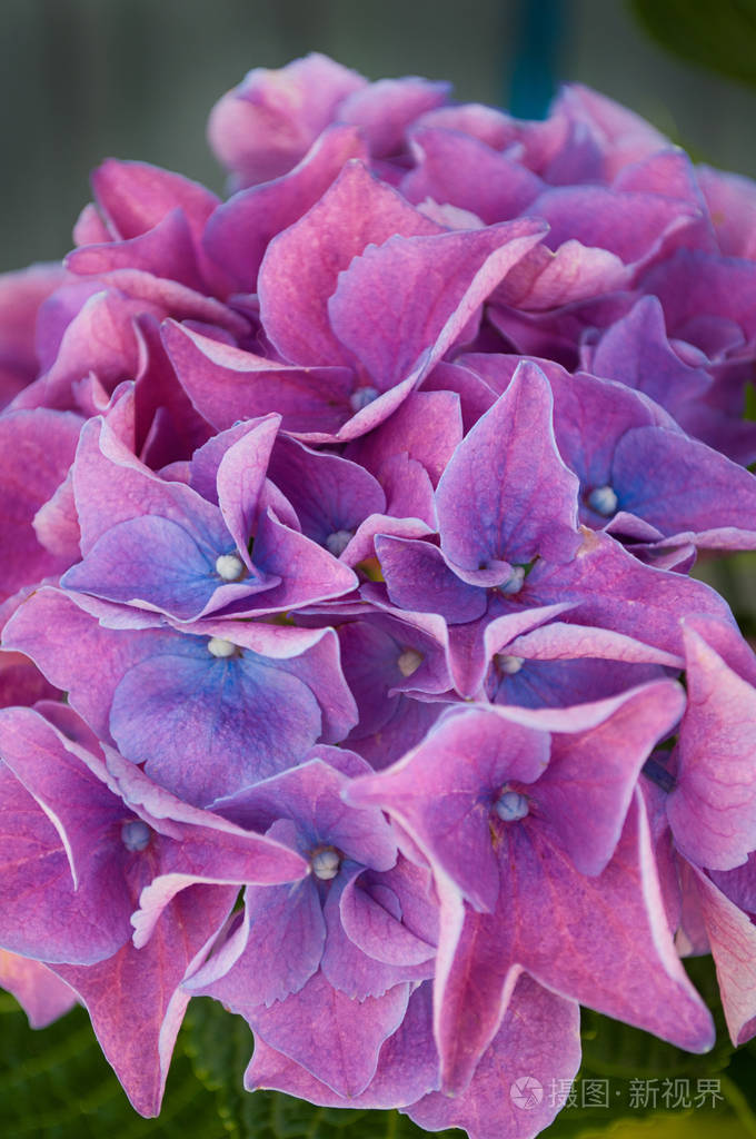 粉红色的紫绣球