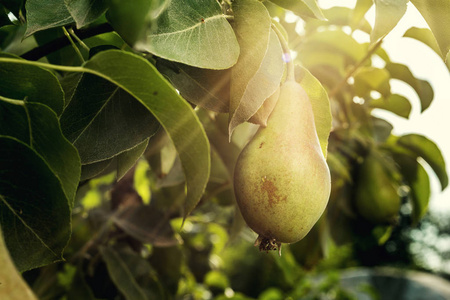 对分支，未成熟的绿色梨子，梨树，挂在树上，夏季水果花园的美味年轻梨梨。梨，作物健康有机梨。多汁可口梨的自然背景
