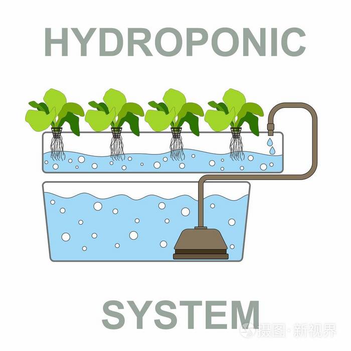 水培法-无土植物的生长