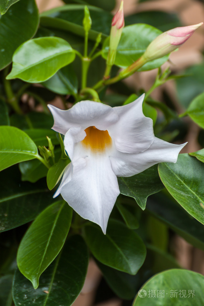 兰百合花卉