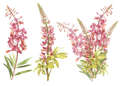 柳花图片 柳花素材 柳花插画 摄图新视界 柳花图片 柳花素材 柳花插画 摄图新视界