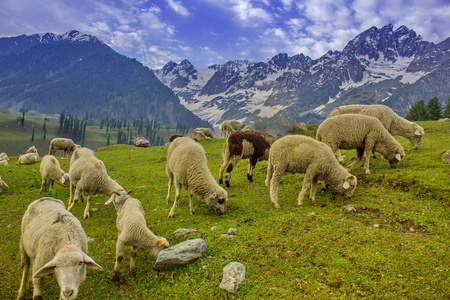 在山上放牧山羊和绵羊图片
