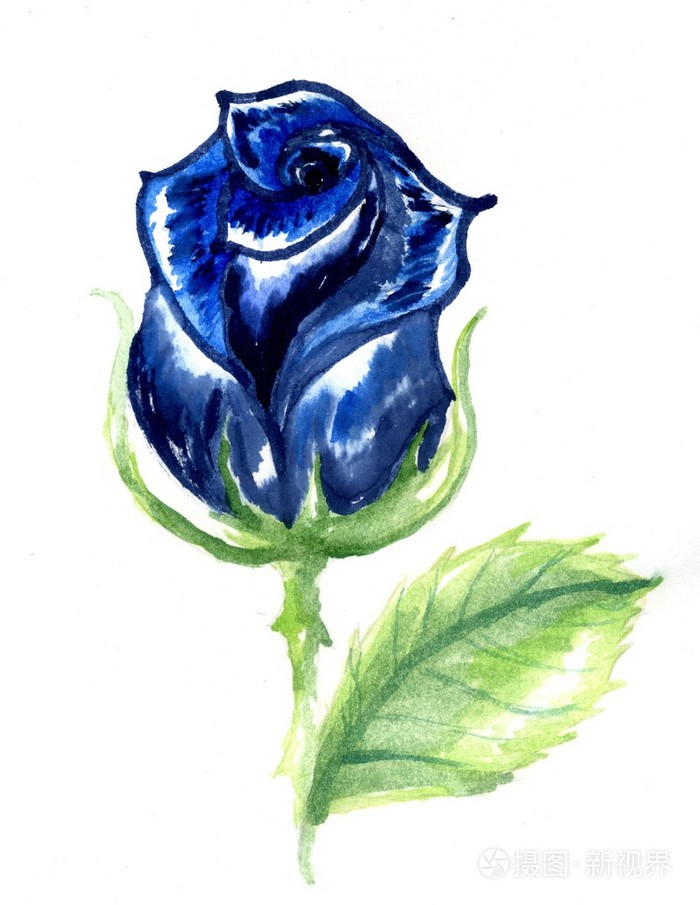 彩色的画的玫瑰花