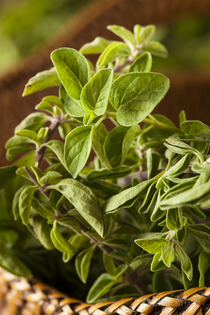 原始的绿色有机牛至