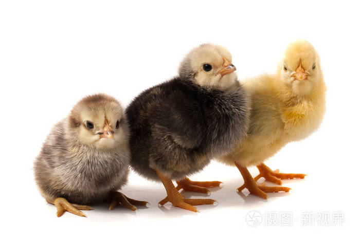 孤立在白色背景上的三只小鸡
