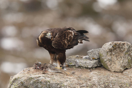 金科泰格国家野生动物保护区金鹰在冬天照片