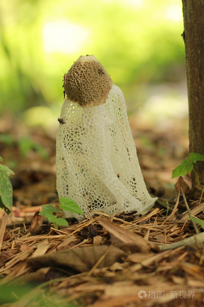 竹荪子实体蘑菇