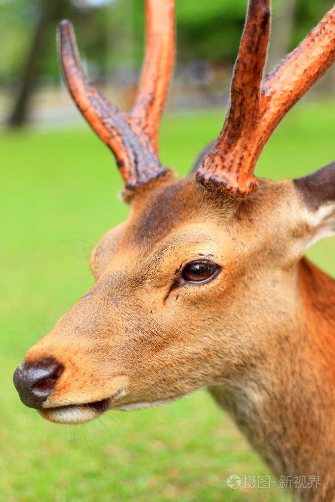 在日本的梅花鹿鹿梅花鹿