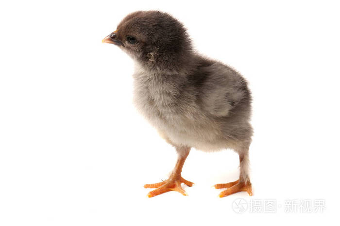 孤立在白色背景上的可爱小鸡