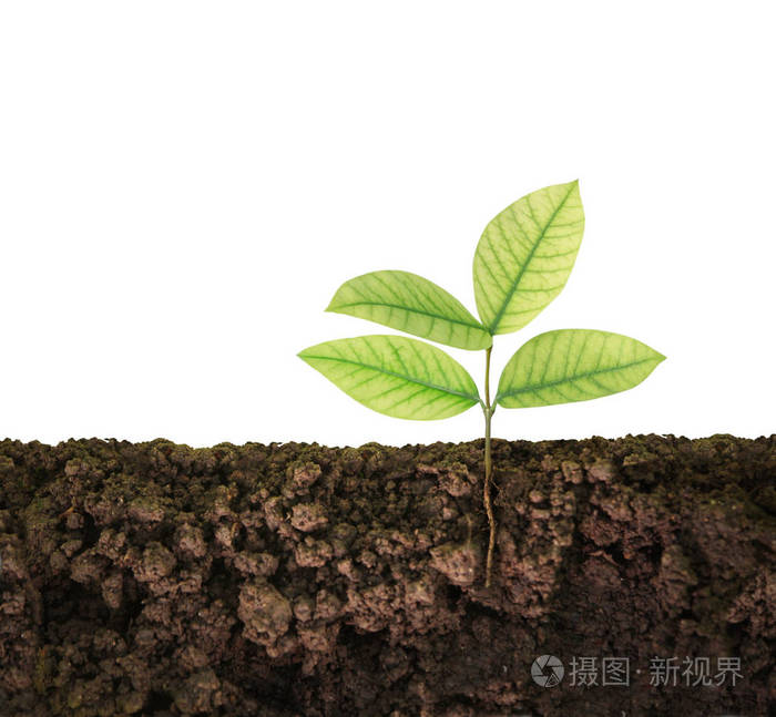 绿色的植物树生长