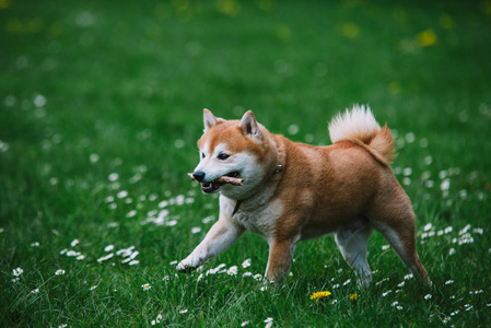 草地上跑的日式狗 shiba inu