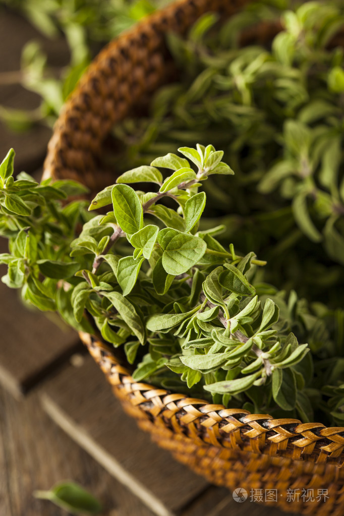 原始的绿色有机牛至