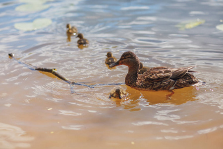 鸭和小鸡小鸭子在河里游泳照片