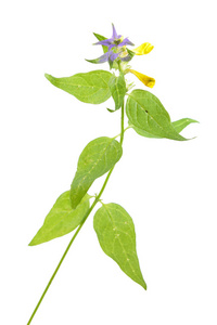 木牛小麦 Melampyrum nemorosum 在白色背景上分离。药用植物