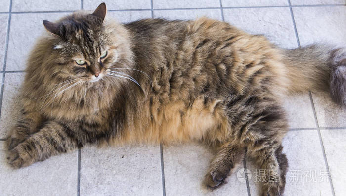 棕色长发的猫在花园西伯利亚品种